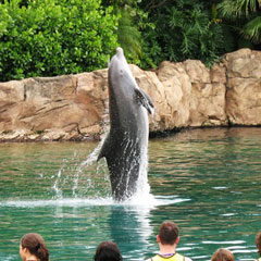 Поездка в Discovery Cove.